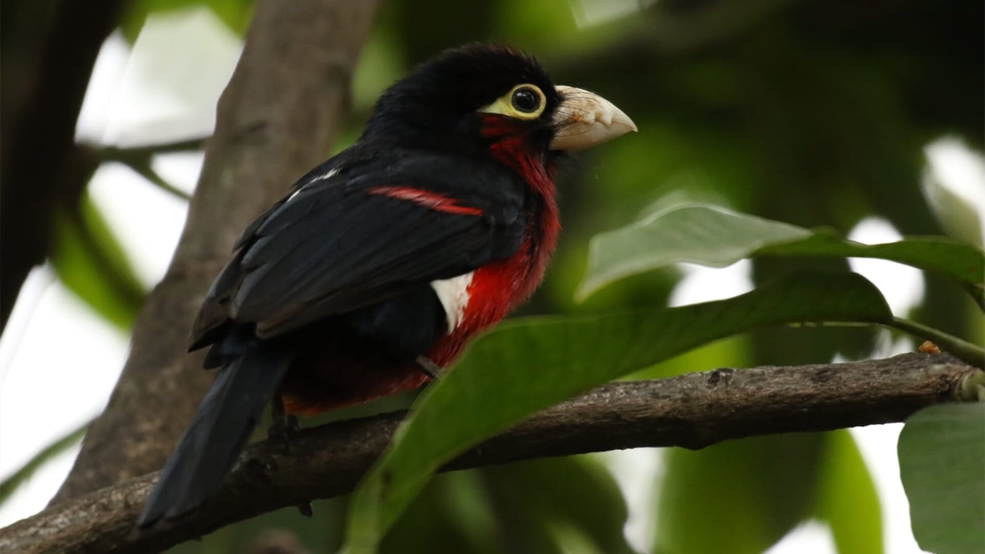 开云体育视频直播-NBA未来布局：数字化转型如何影响联盟？，nba 未来人