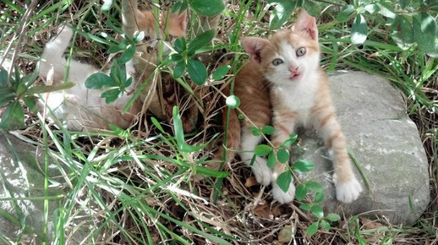kaiyun-_2025年城市马拉松：沿途风景美不胜收_，2021城市马拉松