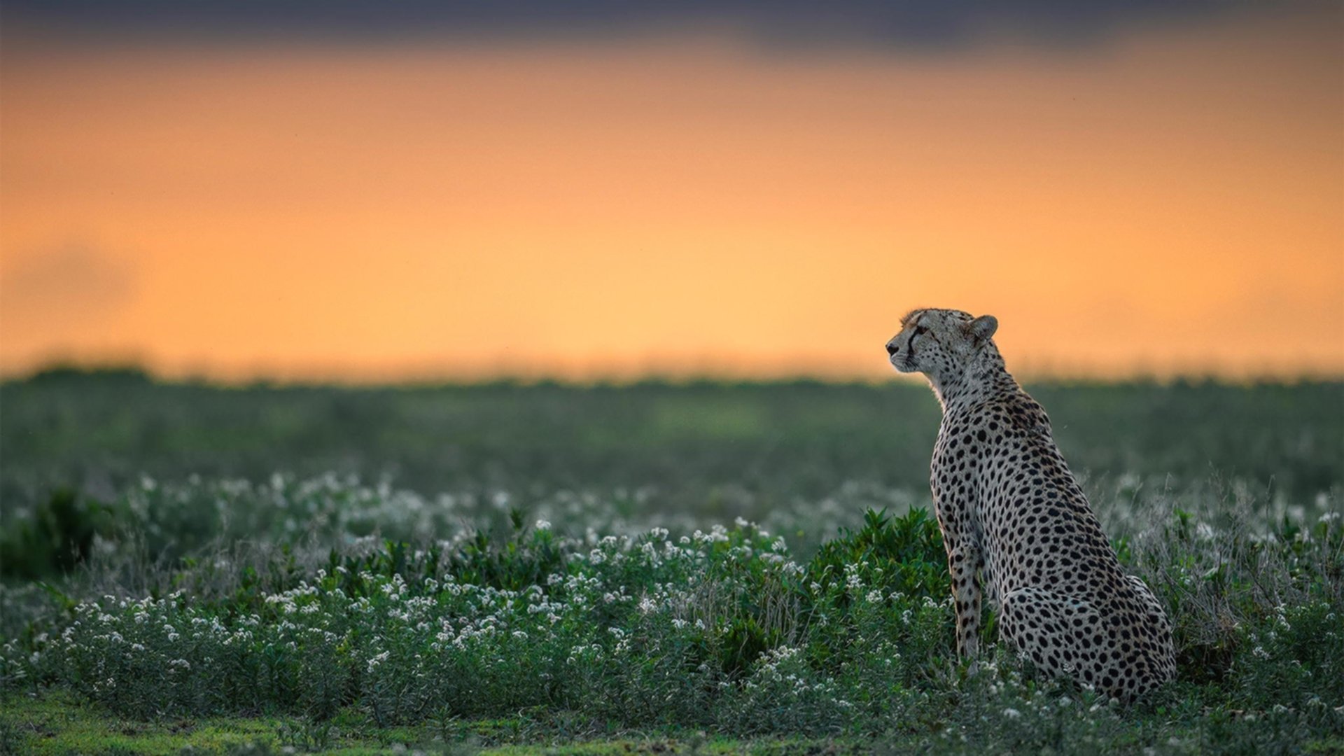 KAIYUNAPP-_国际青少年网球交流赛：文化与运动的桥梁_，青少年网球赛事