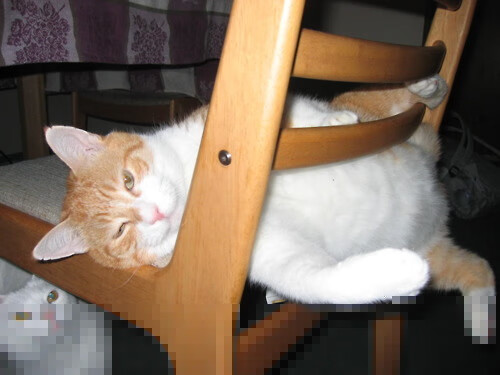 开云体育在线赛事直播-_夜空星光马拉松：在星光中追逐梦想_，星空马场