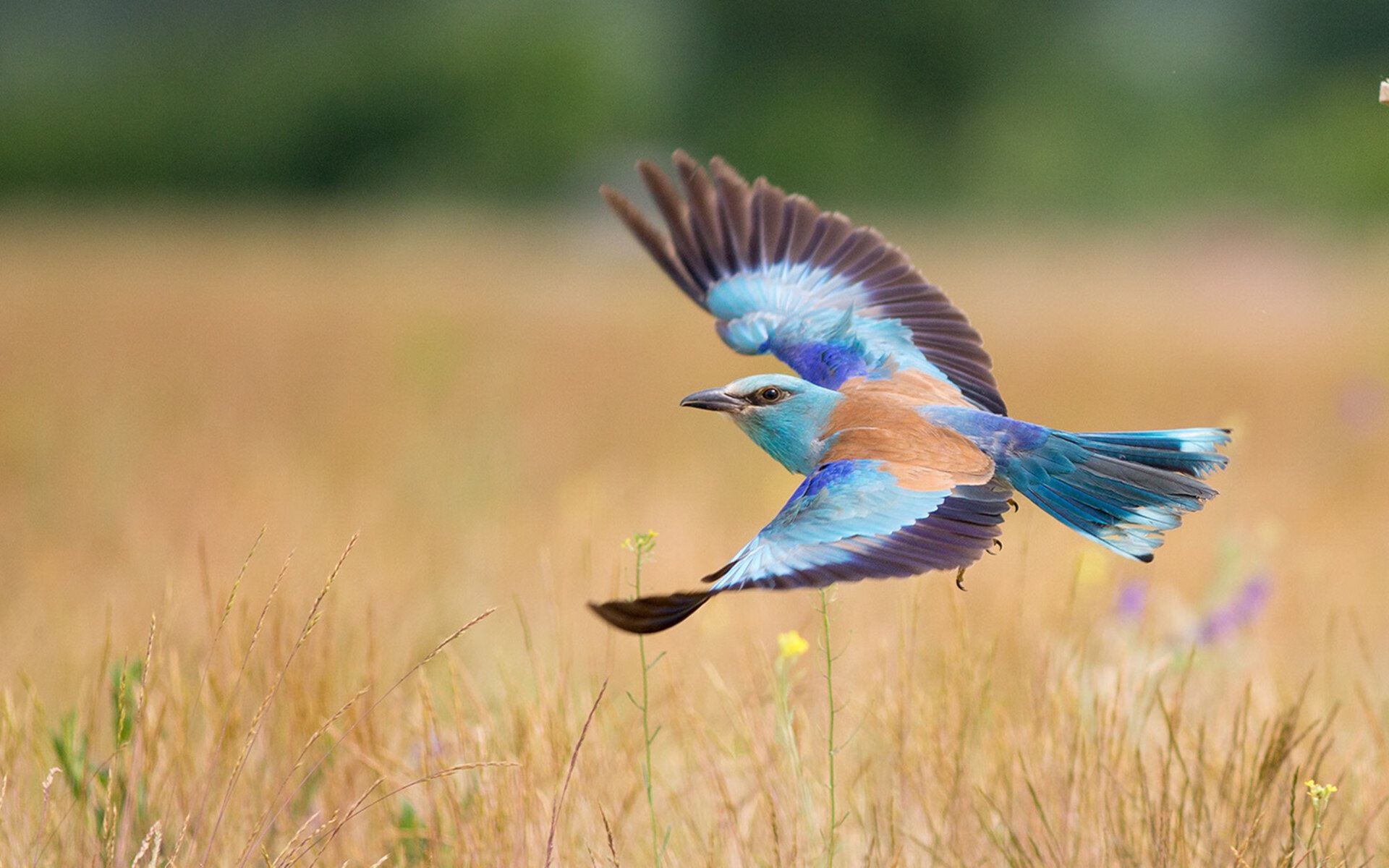 kaiyun登录入口-_鹈鹕实力提升，目标直指季后赛_，鹈鹕目前阵容