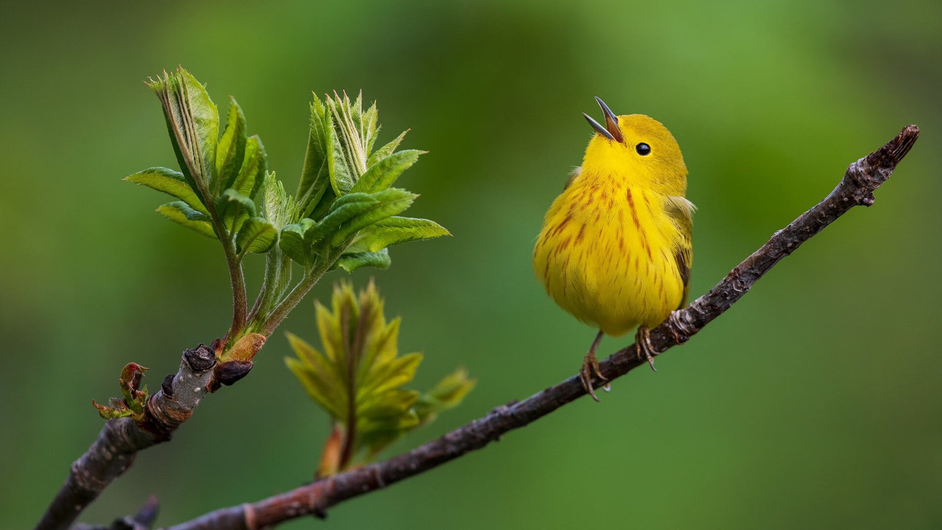 KAIYUNAPP-“天气挑战:暴雨雪雾的极限考验”,暴雨气象预报