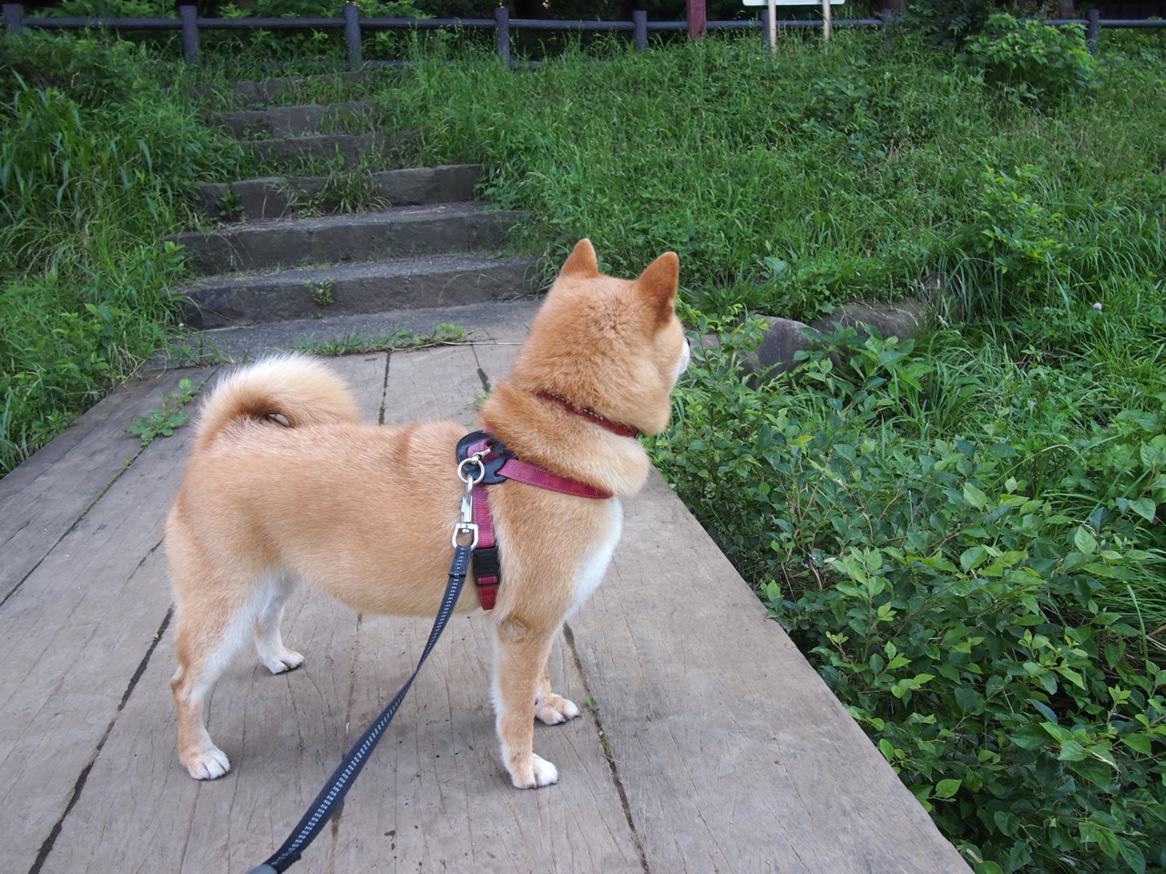 Kaiyun(中国)开云-“法甲赛场硝烟弥漫，豪门鏖战正酣”，法甲参赛球队