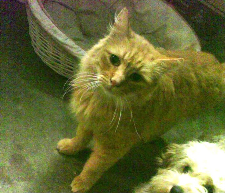 开云·体育官方网站入口-女子拳击国家队更换主教练，奥运备战全面升级，女子拳击运动员冠军