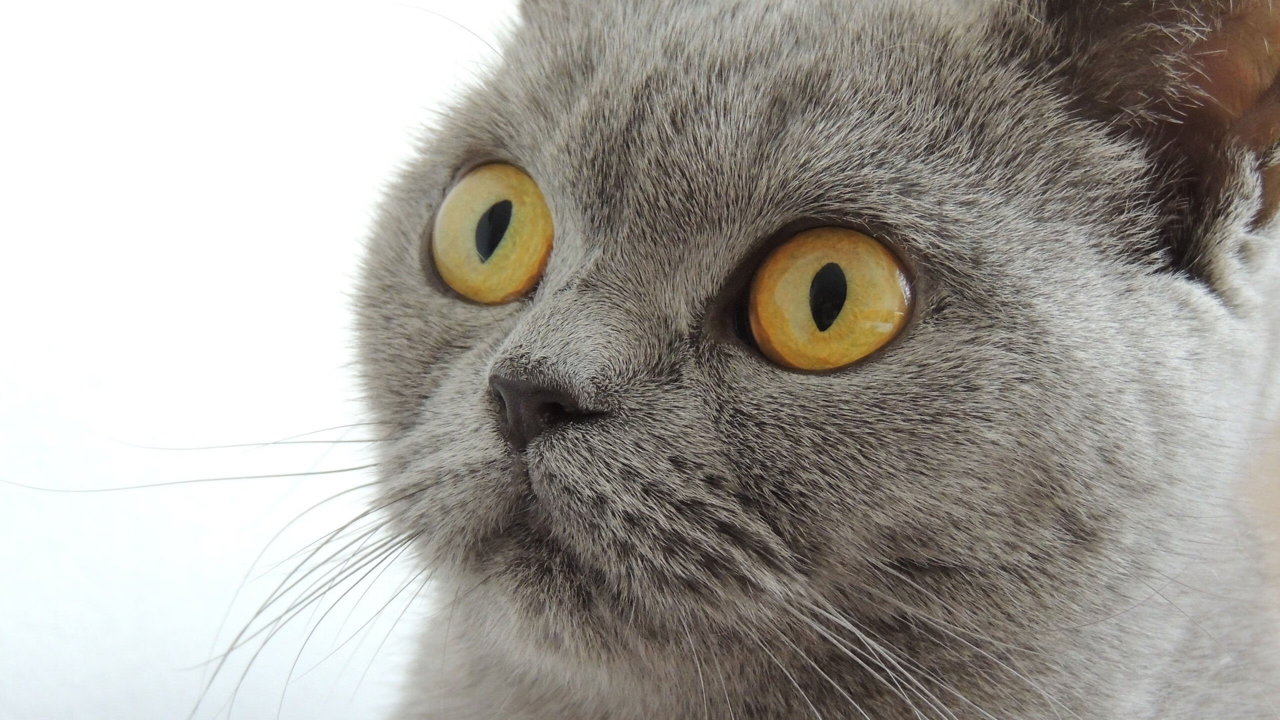 开云官网在线-德国骑手拉里萨·保利斯在2024年巴黎奥运会盛装舞步比赛中以“Luna”马匹获得第七名，展现出色表现。