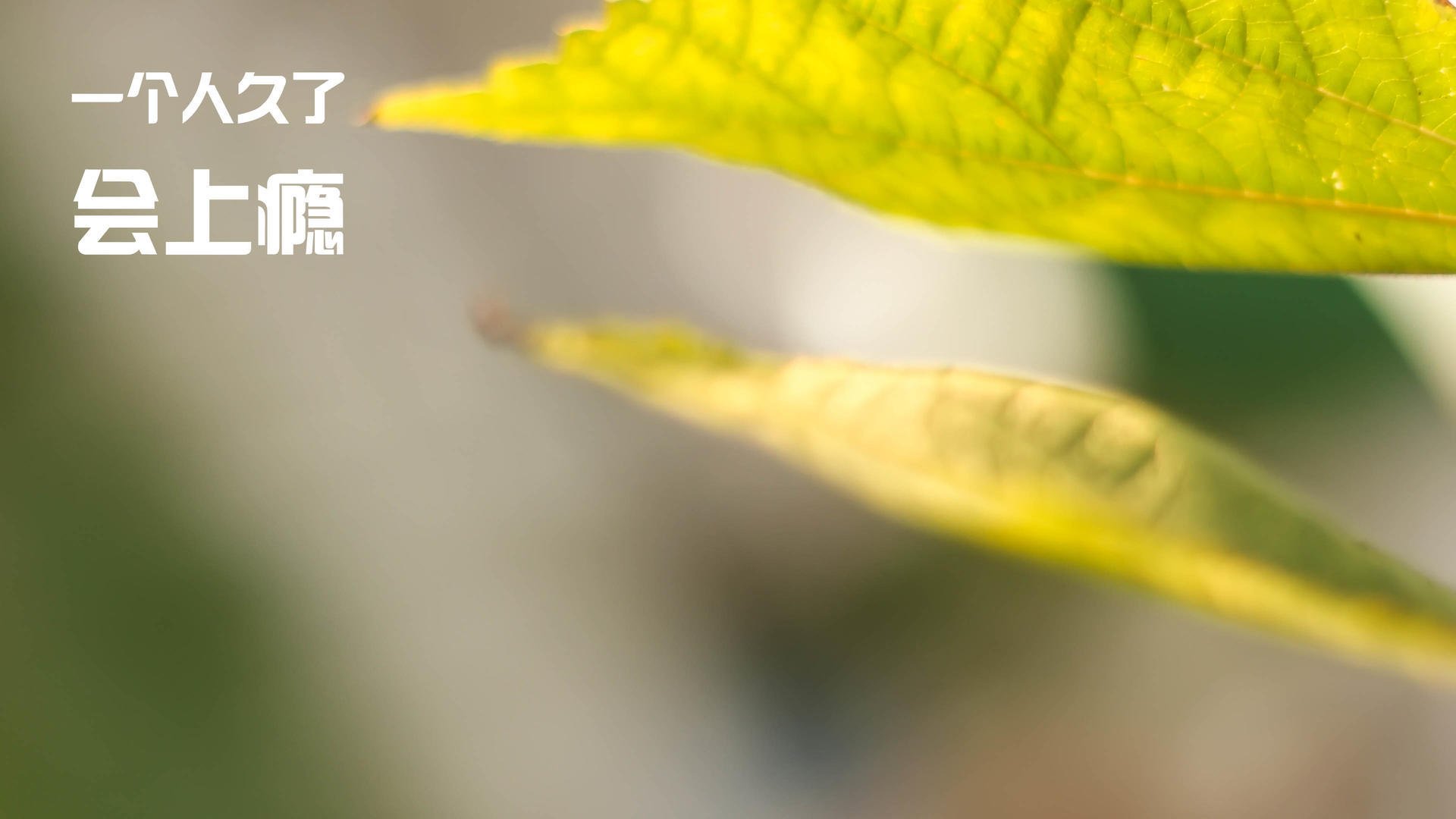 开云·体育官方网站入口-冰岛买单开吹 国内赞助后援欧预赛相关活动，冰岛怎么没进欧洲杯