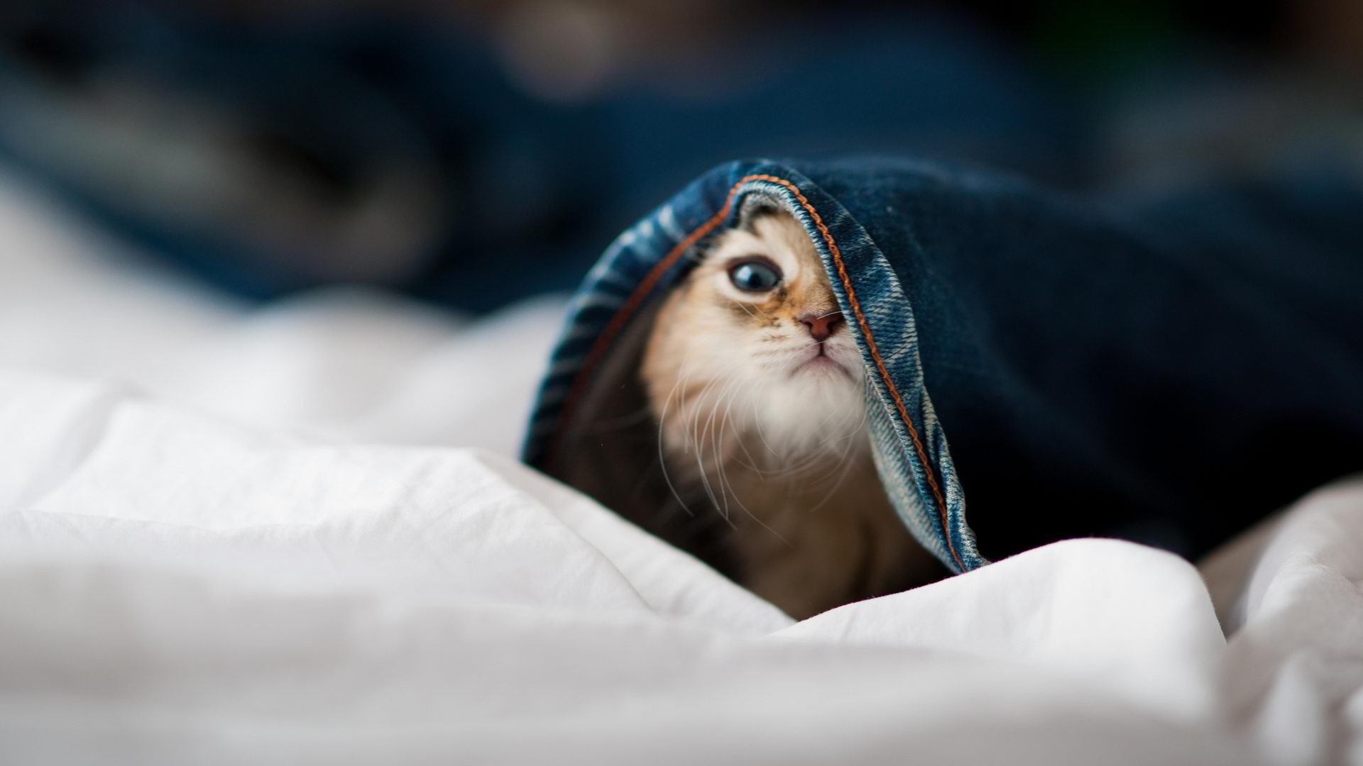 开云网页版登录入口-匈牙利战胜克罗地亚,晋级希望重燃,匈牙利对战名单