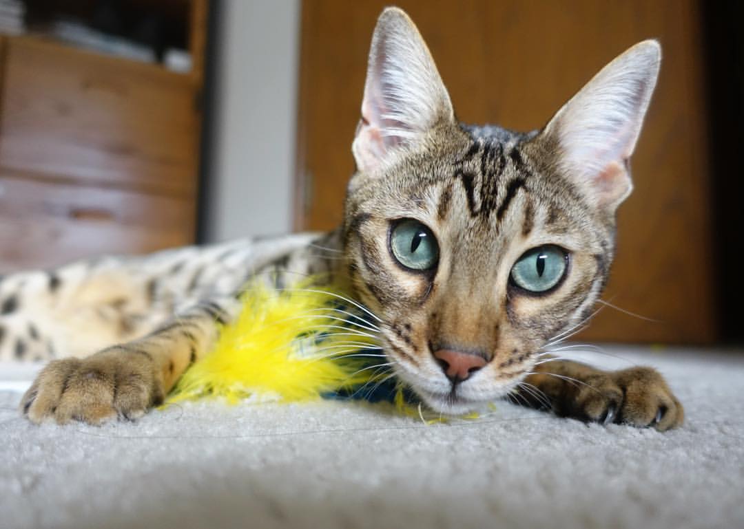 kaiyun登录入口-意甲球员在高压比赛中的情绪波动与表现关系研究