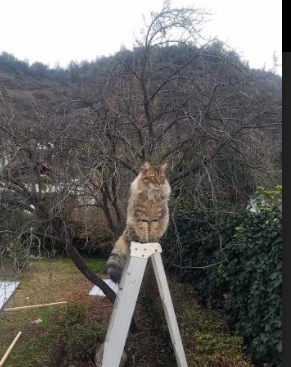 开云网页版-冲刺阶段划频提升率对比，如何提升冲刺频率