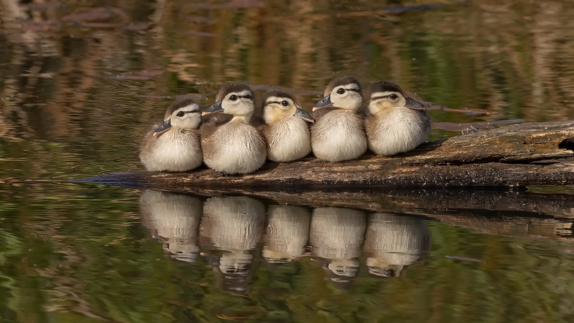kaiyun网站-青训项目未能激发家长长期支持意愿，青训项目未能激发家长长期支持意愿怎么办