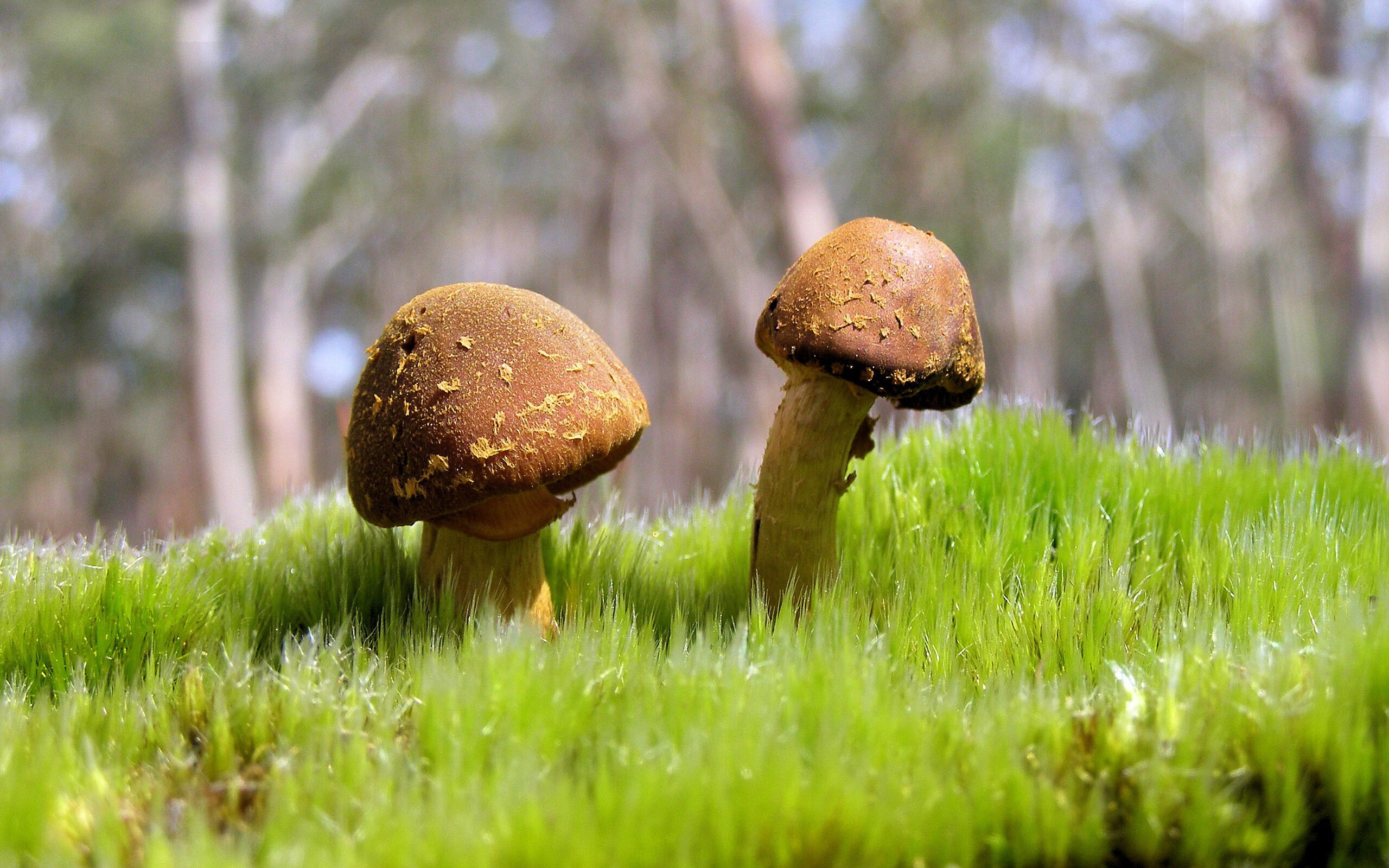 开云官网在线-“费尔南多·比亚尔巴的出色表现，激励着阿根廷美洲狮队的未来发展”