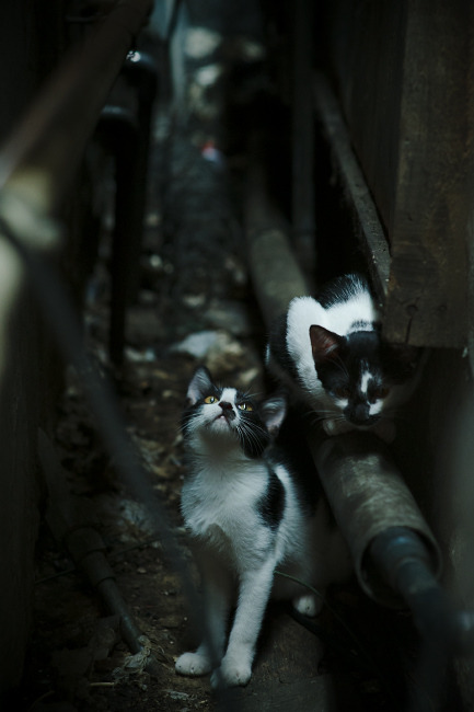 开云官方网站-世界足坛年度最佳阵容正式揭晓，世界足坛最佳球员