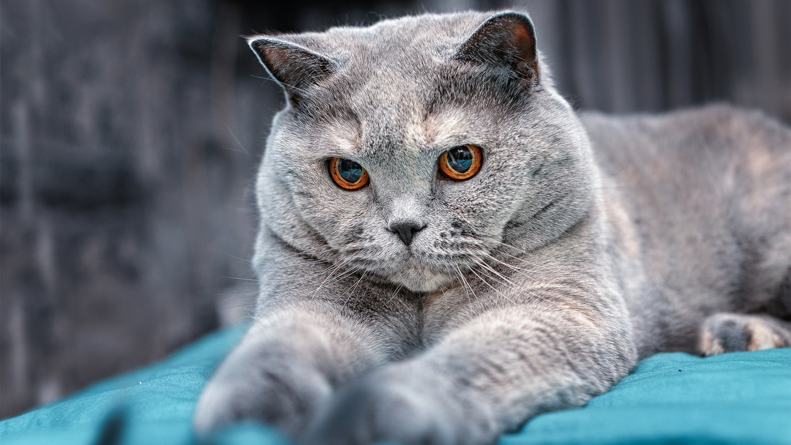 开云网页版登录入口-中立代表队B赛后感谢团队支持，中立代表队b赛后感谢团队支持