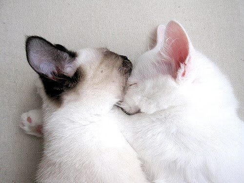 开云全站-意甲高水平比拼：攻防两端都值得期待，意甲防守最强的球队