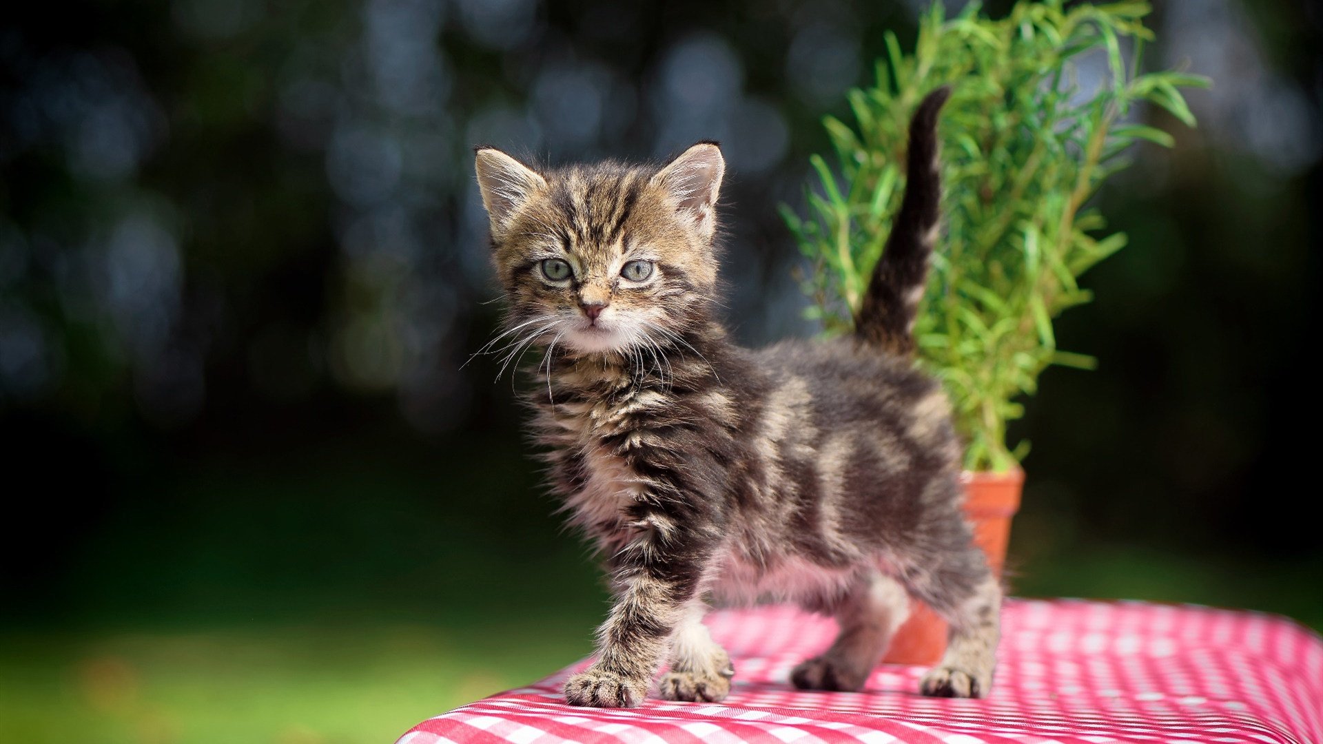 kaiyun 开云体育-新西兰全黑队的防守堪称铁壁，无缝防守令对方难以突破，新西兰全黑队队员介绍