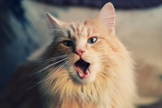 Kering-林丹担任高校羽毛球联盟推广顾问，林丹担任高校羽毛球联盟推广顾问的老师